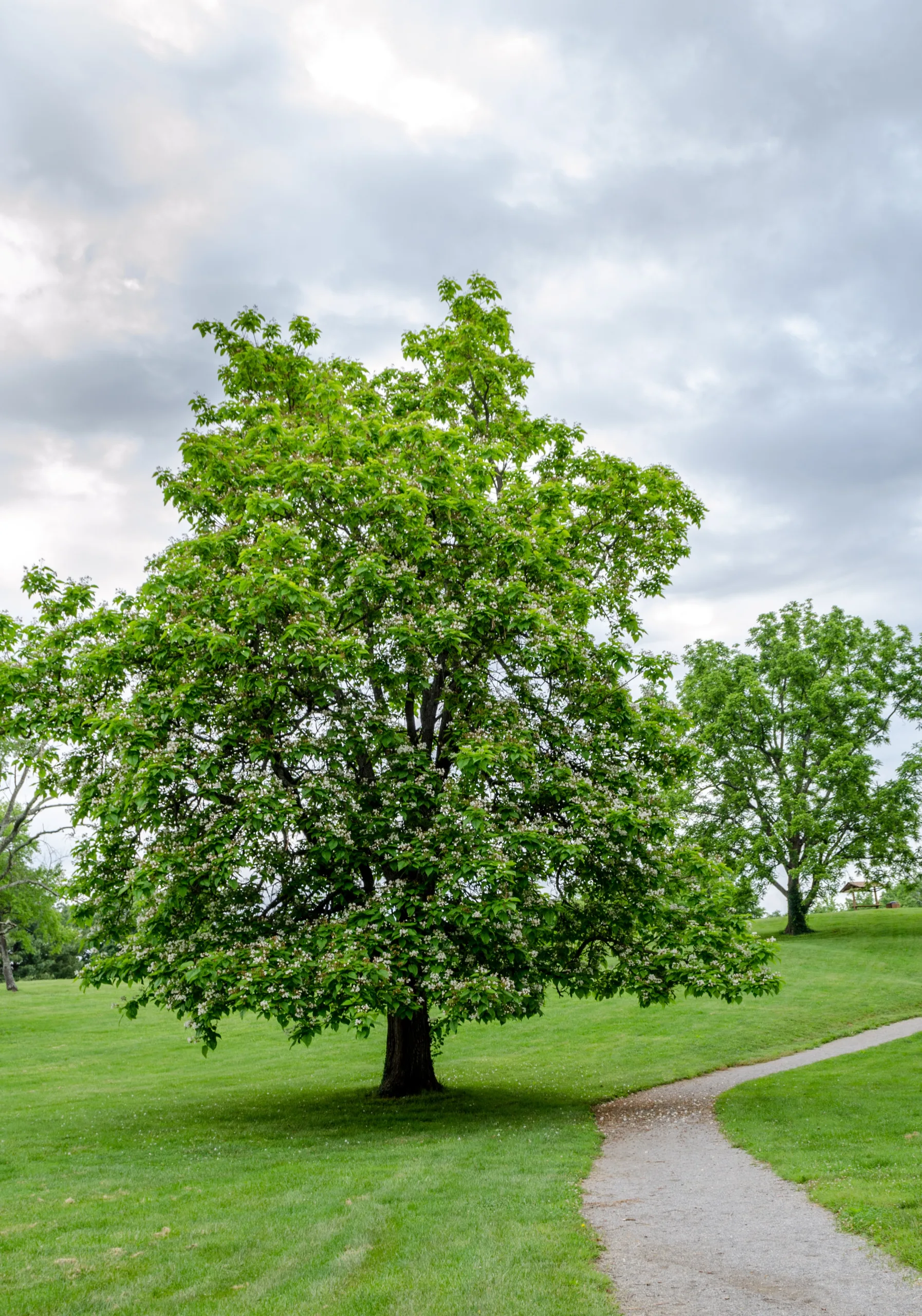 Alex l’artisan de l’arbre entretien, création, terrassement, frelons, clôtures et portails, réalisations de chantier - paysagiste à Ménilles.